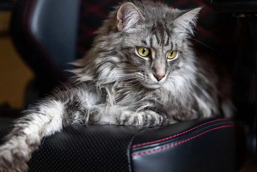 files/maine_coon2.webp